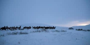 How Seasonal Changes Affect Animal Behavior: Survival Adaptations - Cover Image