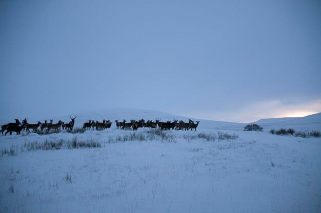 How Seasonal Changes Affect Animal Behavior: Survival Adaptations