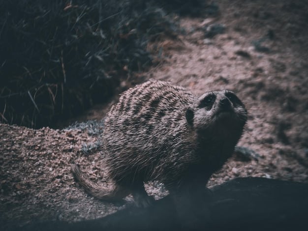 A close-up shot of a groundhog hibernating in its burrow, showing the physiological changes associated with hibernation.
