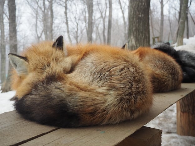 A red fox with a thick winter coat, demonstrating the insulation provided by seasonal fur growth.