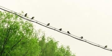 Understanding US Bird Population Decline: Causes & How to Help in 2025 - Cover Image