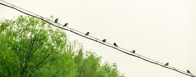 Understanding US Bird Population Decline: Causes & How to Help in 2025