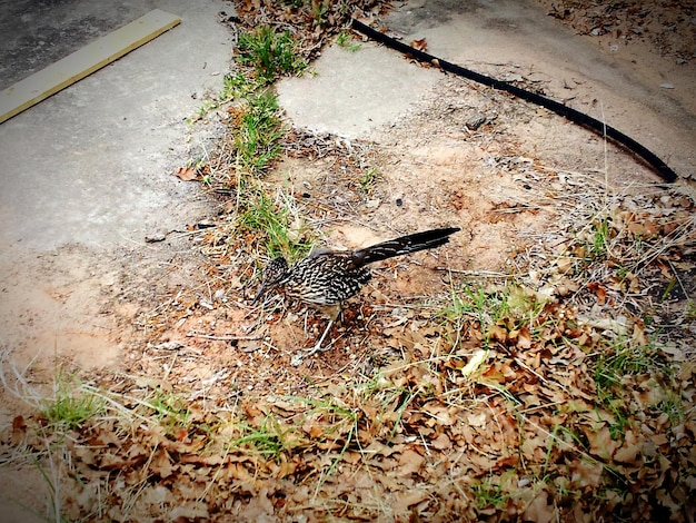 A close-up image of a bird lying dead on the ground, surrounded by pesticide-sprayed crops. The image conveys the direct and devastating impact of pesticides on bird populations.