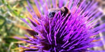 Protecting Pollinators: Native US Bees at Risk & How to Help - Cover Image