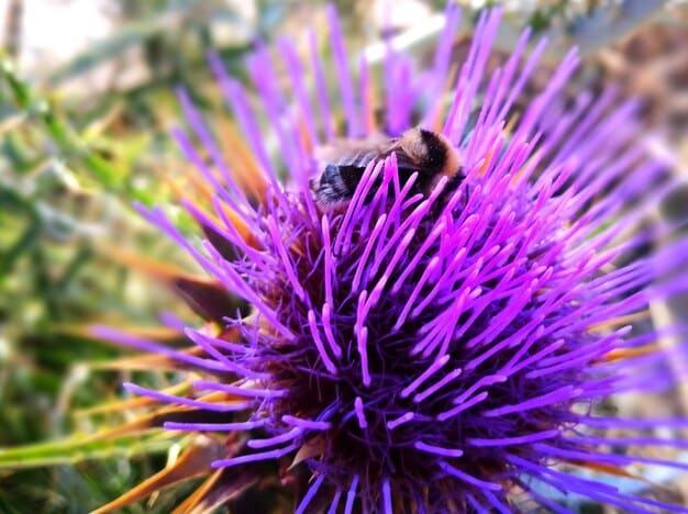 Protecting Pollinators: Native US Bees at Risk & How to Help