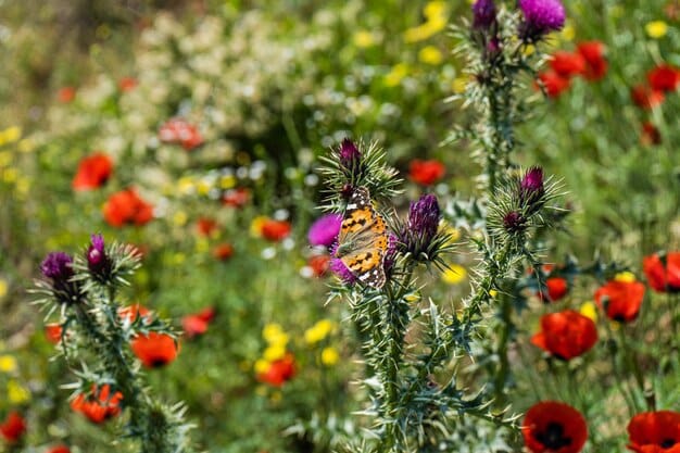 A diverse wildflower meadow filled with blooming native plants in the US. Various bee species, including bumble bees and solitary bees, are actively foraging on the flowers. The image emphasizes the interconnectedness of pollinators and their habitats.