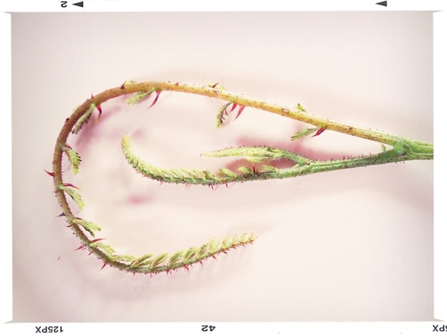 A split image showcasing a native plant on one side and an invasive look-alike on the other. Clear labels highlight key differences in leaf shape, flower color, and stem texture.