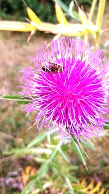 A close-up of a bee pollinating a native wildflower in a vibrant garden filled with various native plants. The focus is on the interaction between the pollinator and the flower.