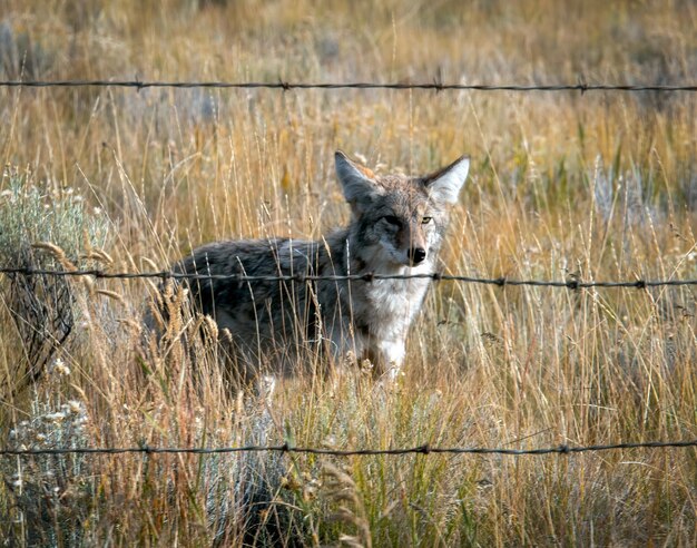 A medium-sized coyote standing in a grassy field, looking directly at the camera with alert eyes. The coyote appears healthy and well-fed, with a thick coat of fur. The background is blurred, emphasizing the coyote as the main subject.