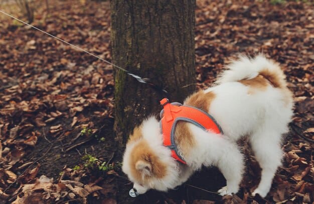 A small dog, wearing a bright orange vest, is walking on a leash with its owner in a suburban park. The owner is attentively watching their surroundings, and the dog appears to be enjoying the walk safely. The park has signage about local wildlife.