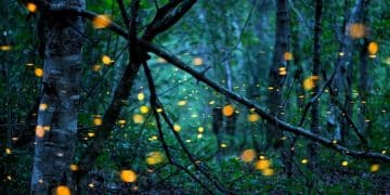 The Impact of Light Pollution on Wildlife: Reducing Your Footprint in 2025 - Cover Image