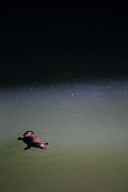 A close-up of a confused sea turtle hatchling crawling towards city lights on a beach at night instead of the ocean. The bright lights are starkly visible in the background.