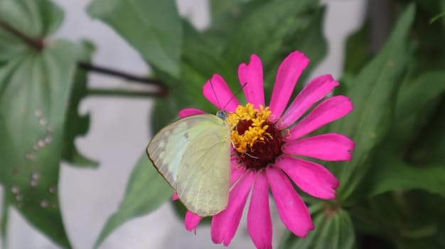 A close-up of a butterfly sipping nectar from a brightly colored flower in a backyard garden. The garden is full of native plants known to attract butterflies, and the background is softly blurred to emphasize the butterfly and flower.