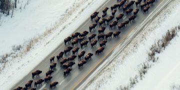Wildlife Migration in the US: Tracking and Conservation Efforts - Cover Image