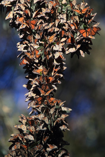 A detailed map showing the migration routes of monarch butterflies across the United States. The map highlights key stopover habitats and breeding grounds. Arrows indicate the general direction of travel, and different colors represent different generations of butterflies. Urban areas and agricultural lands are also marked to illustrate the challenges they face.