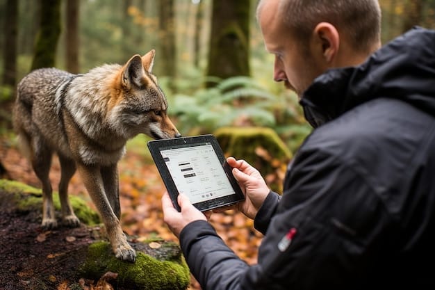 A wildlife biologist attaching a GPS tracking collar to a gray wolf in a mountainous region. The wolf is sedated and lying calmly on the ground. The biologist is carefully fitting the collar around the wolf's neck. Background shows a dense forest. The biologist is wearing gloves and appropriate safety gear.