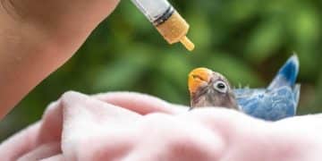 Wildlife Rehabilitation: How to Help Injured Animals in the US - Cover Image