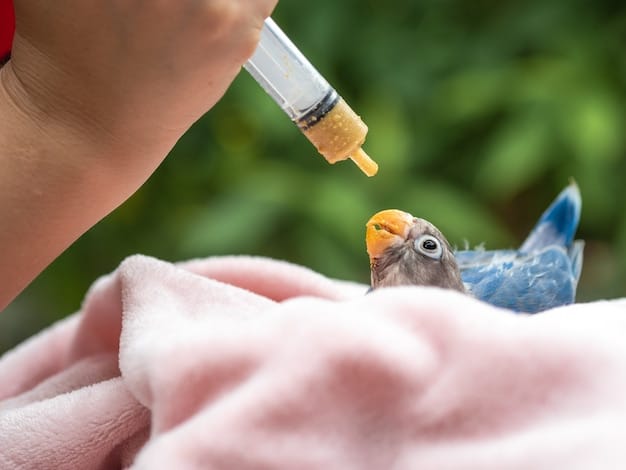 Wildlife Rehabilitation: How to Help Injured Animals in the US