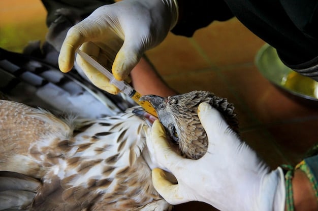 A wildlife rehabilitator bandaging the wing of an injured hawk, illustrating the medical care provided to injured animals at rehabilitation centers.