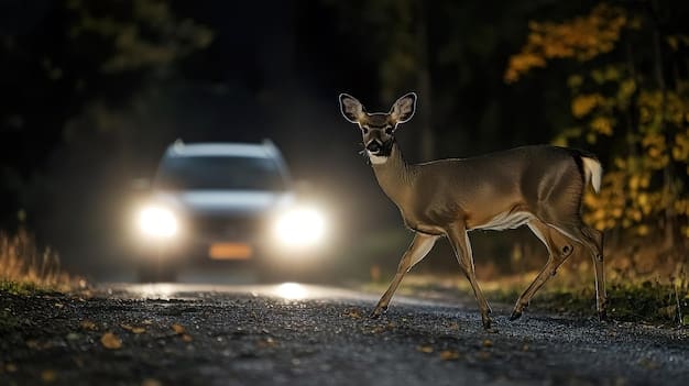 Preventing Wildlife-Vehicle Collisions: Tips for US Drivers