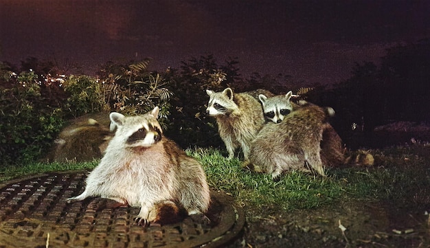 A family of raccoons crossing a dimly lit road at night, illustrating the unpredictable behavior of smaller animals.