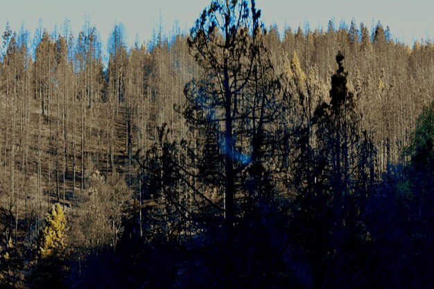 A split-screen showing the contrast between a dense, overgrown forest without prescribed burns (left) and a healthy, open forest after a prescribed burn (right). The difference in fire risk and wildlife habitat is clearly visible.