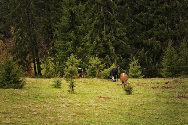 Managing Deer Populations: Strategies for Protecting US Native Plants