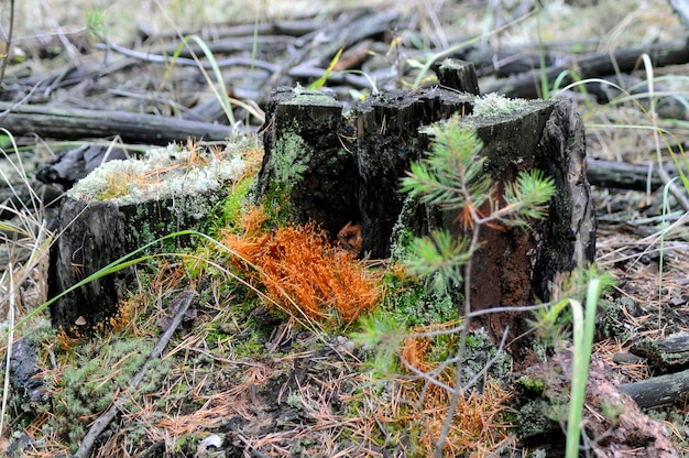 A close-up image of a forest floor heavily damaged by deer grazing, showing bare soil, eaten plants, and a lack of young tree saplings.