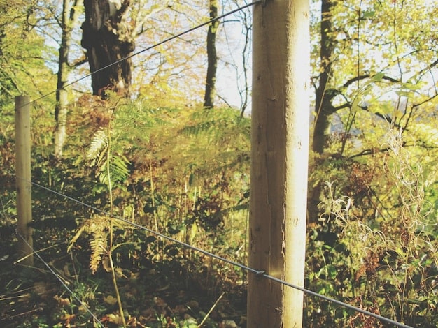 An image showing a habitat modification project, such as a newly constructed fence around a vulnerable plant species or a restored forest area with thriving native vegetation.