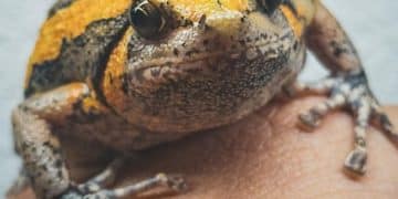 Amphibian Decline: Latest Research on Vanishing Frogs & Salamanders in the US - Cover Image