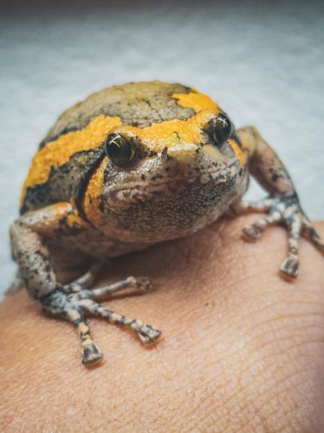 Amphibian Decline: Latest Research on Vanishing Frogs & Salamanders in the US