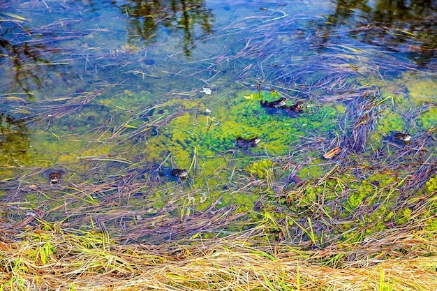 A split-screen image showing a healthy, vibrant wetland ecosystem on one side, and a polluted, degraded wetland on the other, visually representing the impact of habitat loss and pollution on amphibian populations.