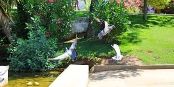 Create a Wildlife Oasis: Easy Water Sources for Your Backyard - Cover Image