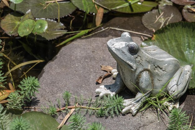 A rustic backyard pond with various aquatic plants and rocks around the edges. Frogs are perched on the rocks, and dragonflies are hovering over the water, showcasing a thriving miniature ecosystem created by providing a water source for wildlife.