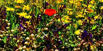 Native Plants and Wildlife: A Guide to US Ecosystem Support - Cover Image