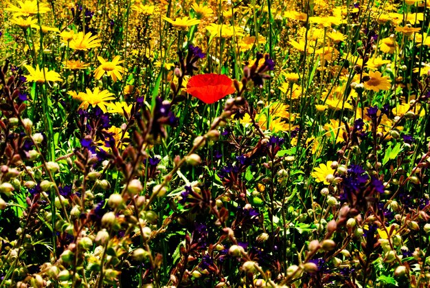 Native Plants and Wildlife: A Guide to US Ecosystem Support