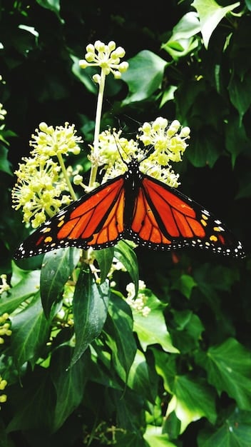 A close-up shot of a monarch butterfly feeding on the nectar of a milkweed plant, showcasing the symbiotic relationship between native plants and pollinators.