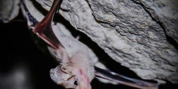 Protecting Bats: How to Help Fight White-Nose Syndrome in the US - Cover Image