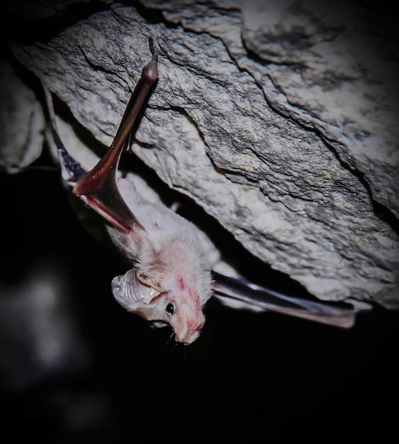 Protecting Bats: How to Help Fight White-Nose Syndrome in the US
