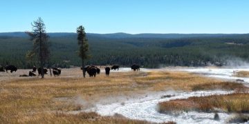 Climate Change and Wildlife: How Rising Temperatures Affect US Species - Cover Image