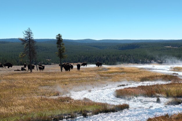 Climate Change and Wildlife: How Rising Temperatures Affect US Species