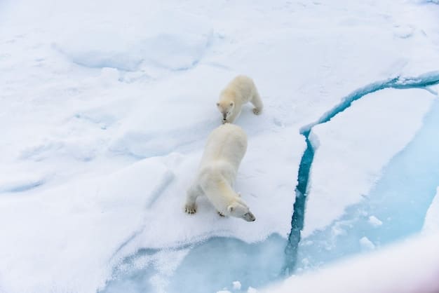A close-up shot of a polar bear standing on a small, melting ice floe in the Arctic Ocean. The bear appears thin and distressed, illustrating the direct impact of climate change on its habitat and survival. The background shows vast, open water, emphasizing the shrinking ice cover.