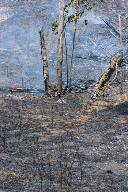 A detailed photograph of a fragmented forest landscape due to deforestation, highlighting the contrast between untouched natural areas and cleared land, emphasizing the impact of habitat loss on local wildlife.