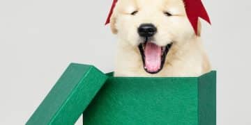 Are Subscription Box Pet Toy Reviews Worth It in 2025? A Data Analysis - Cover Image
