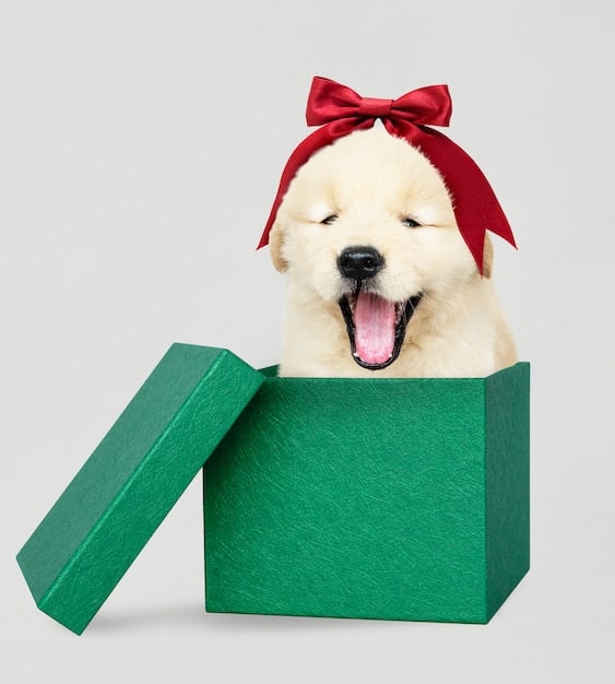 Are Subscription Box Pet Toy Reviews Worth It in 2025? A Data Analysis