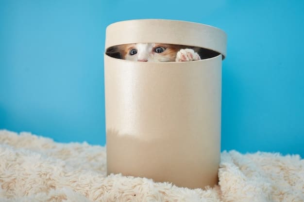 A split-screen image showing on one side a generic, non-customized pet subscription box with standard toys, versus a highly customized box on the other side with toys specifically chosen based on dog size, breed, and play style, highlighting the personalization trend.