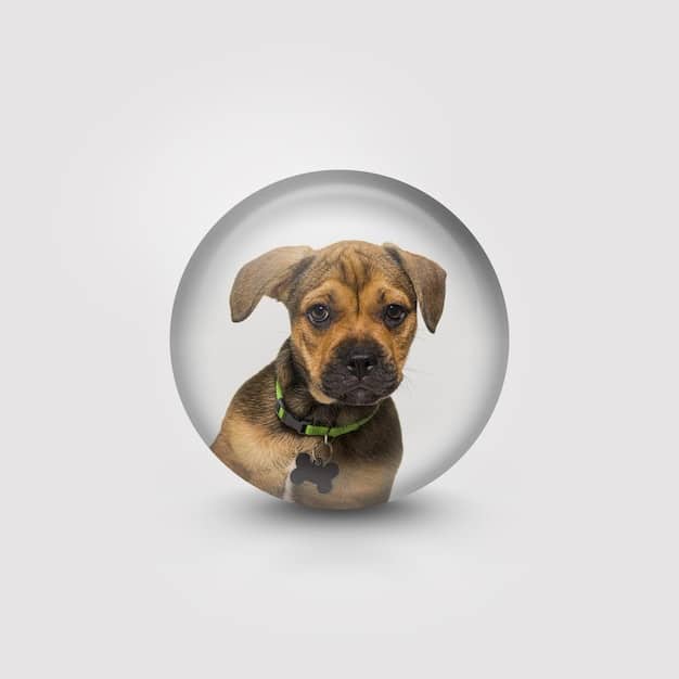 A collage of logos from various popular dog food brands, with a magnifying glass hovering over one of the logos. The background is a blurred image of a person using a laptop, symbolizing online research.