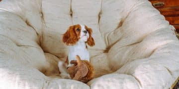 The Ultimate Guide to Dog Beds: Expert Reviews & 2025 Comfort Tests - Cover Image