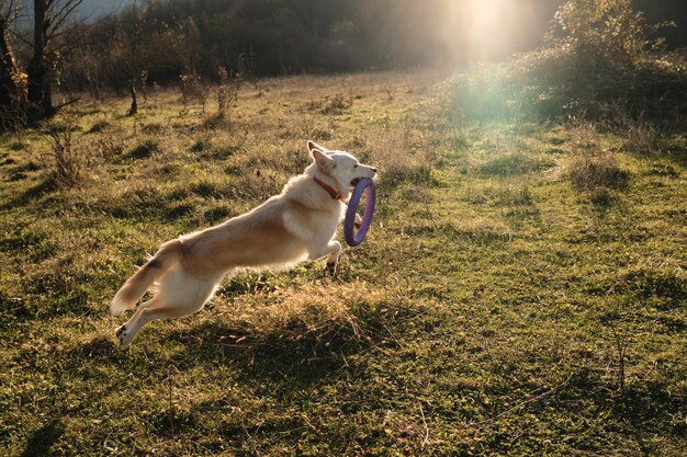 Top Flea and Tick Prevention: 2025 Reviews & Safety Tips