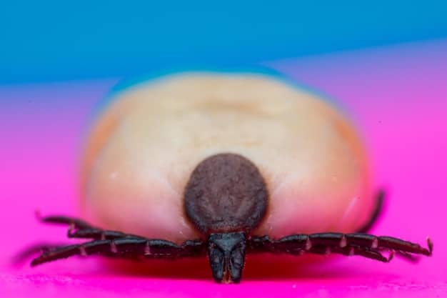 A close-up shot of a tick attached to a dog's fur, highlighting the need for effective tick prevention.